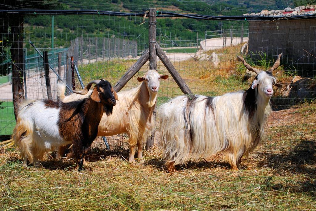 Villaggio Agrituristico Campanio Ferla Bagian luar foto
